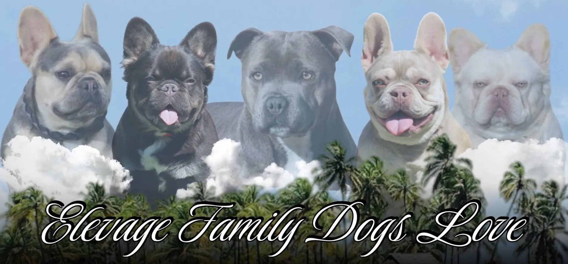 Family Dogs Love élevage de chiens bouledogue français et Staffie