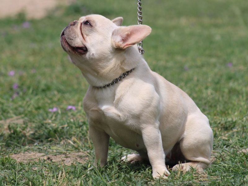 Bouledogue Français