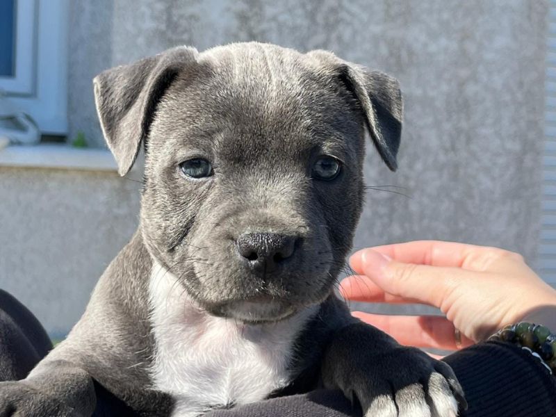 Staffordshire Bull Terrier