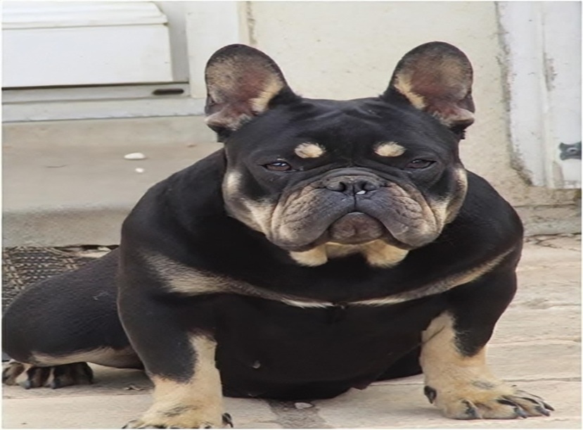 Femelle Bouledogue Français Black Tan