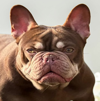 Photo de profil de RUBY Bouledogue Français
