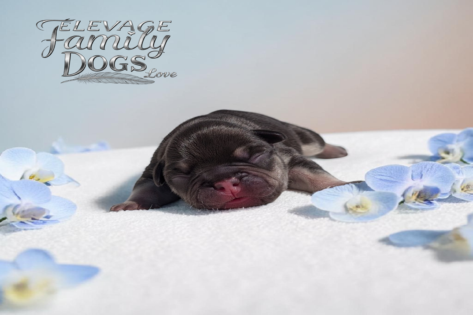 chiot bouledogue français chocolat 