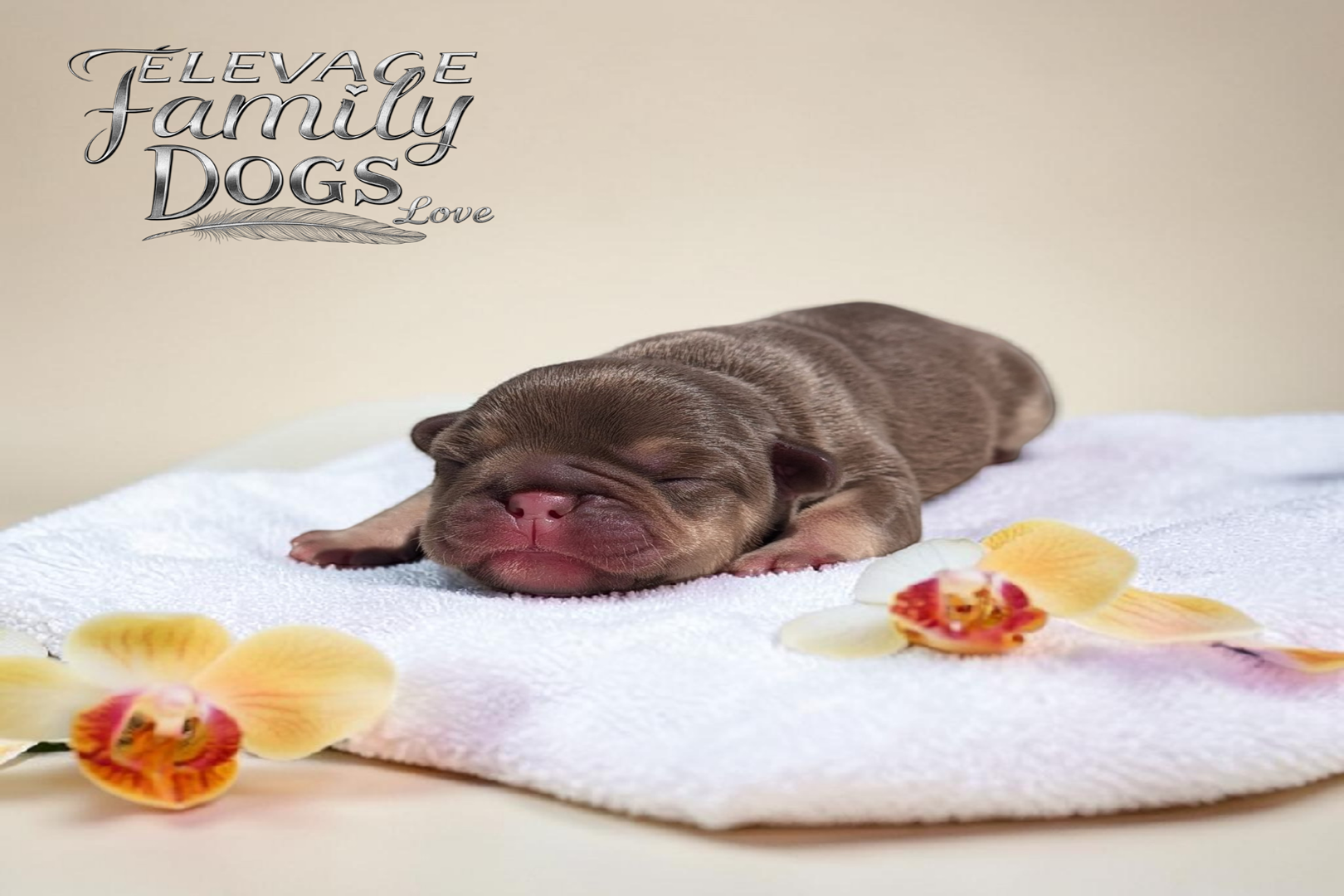 chiot femelle bouledogue français caramel chocolat