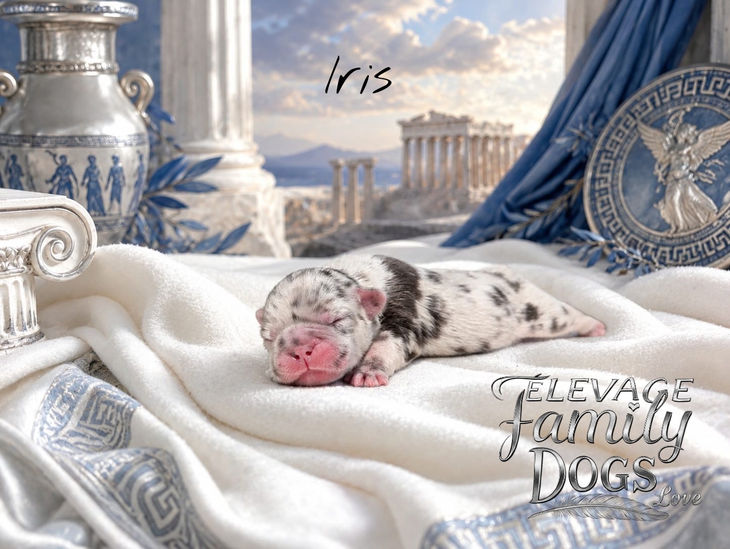 chiot femelle bouledogue francais lilas merle à adopter