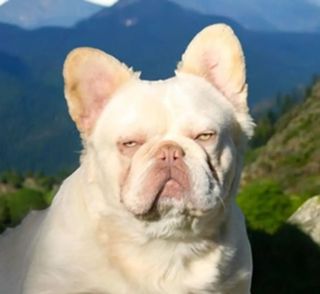 Photo de profil de EROS Bouledogue Français