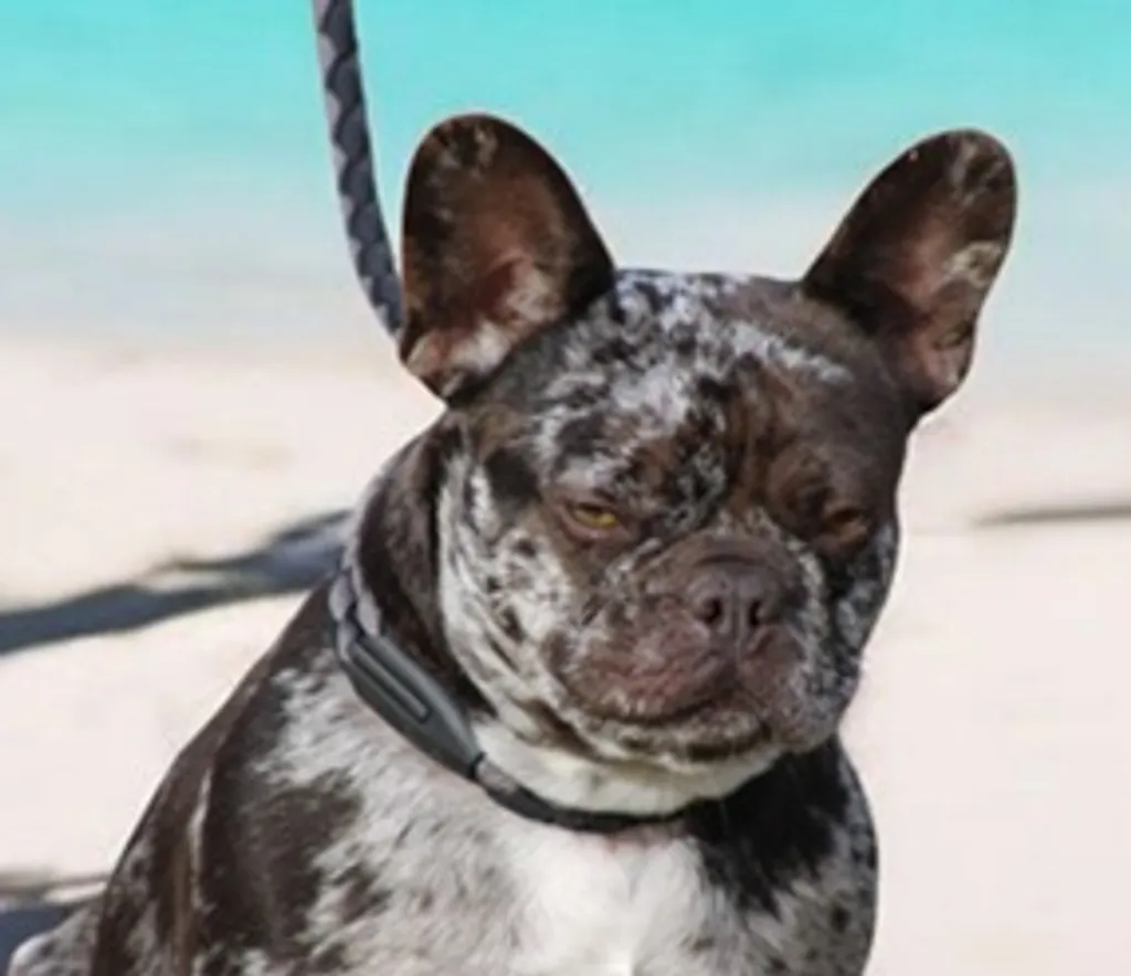 Photo de profil de BLUE Bouledogue Français