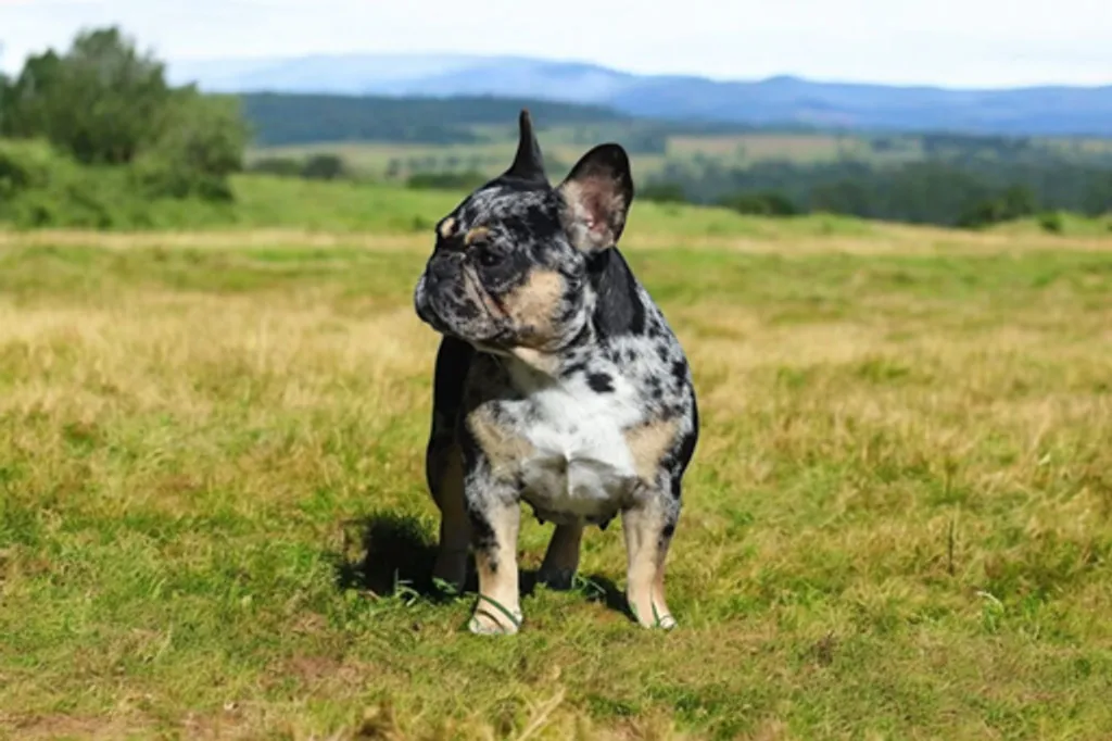 Femelle Bouledogue Français Black Merle Tan