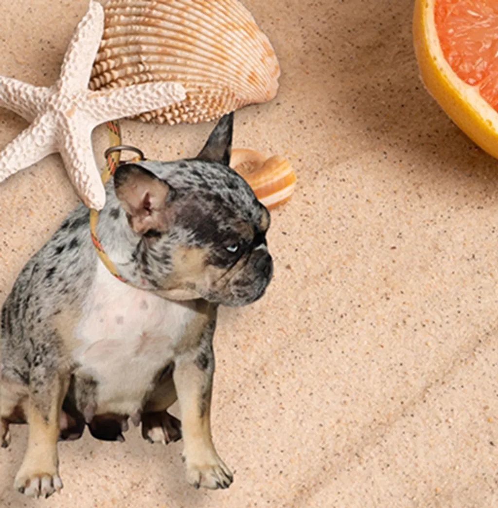 Femelle Bouledogue Français Silver Merle Tan
