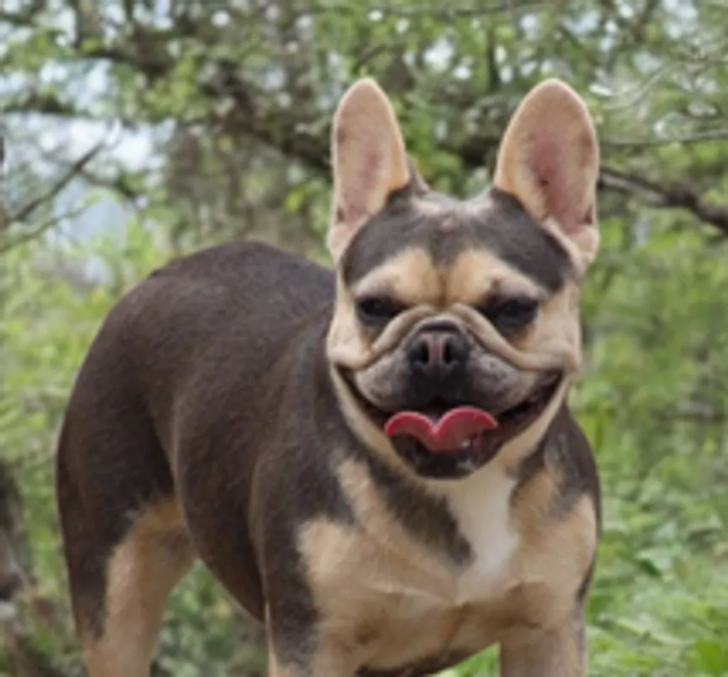 Photo de profil de UTAH Bouledogue Français