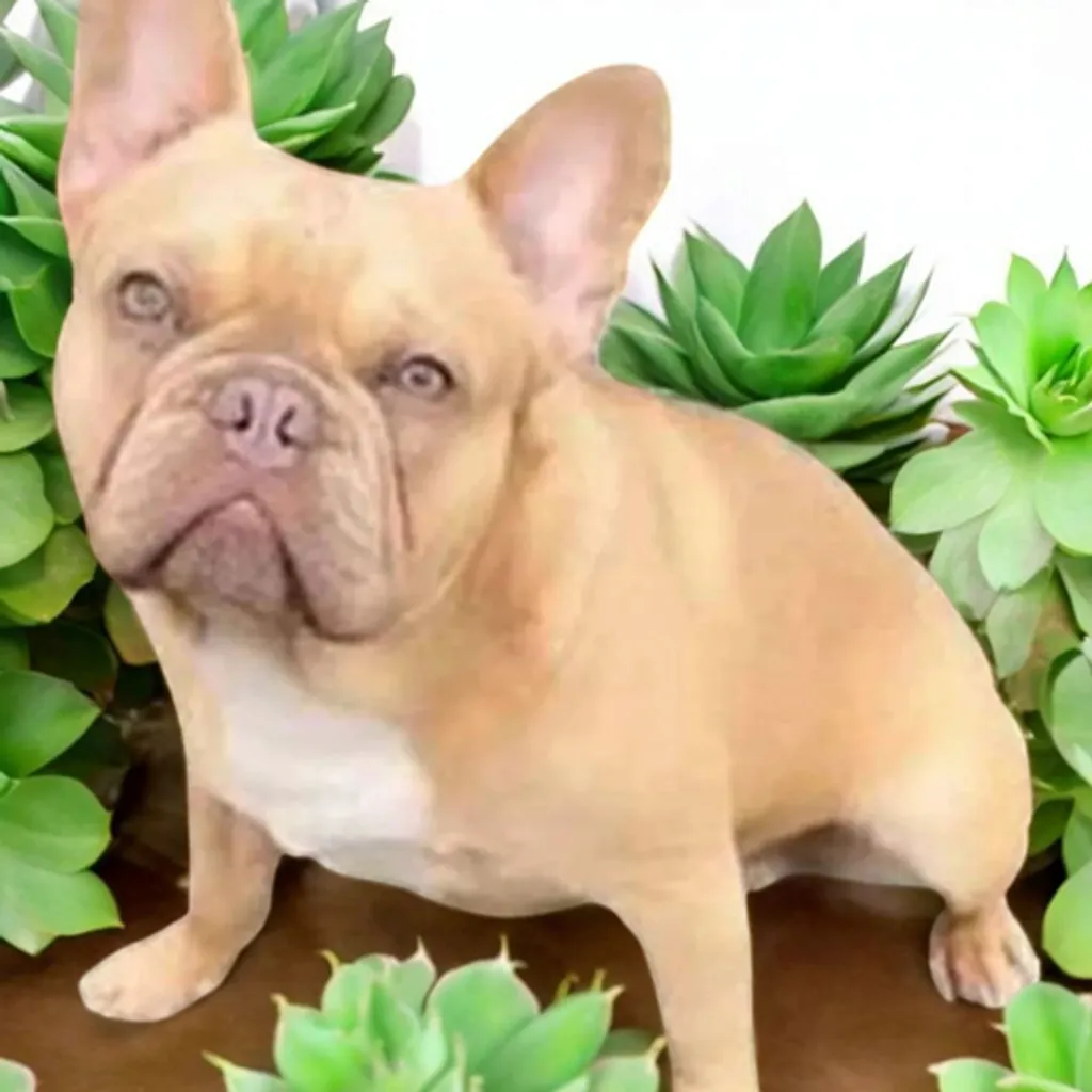 Mâle Bouledogue Français Lilas Fauve