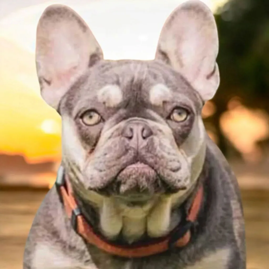 Femelle Bouledogue Français Lilas Tan