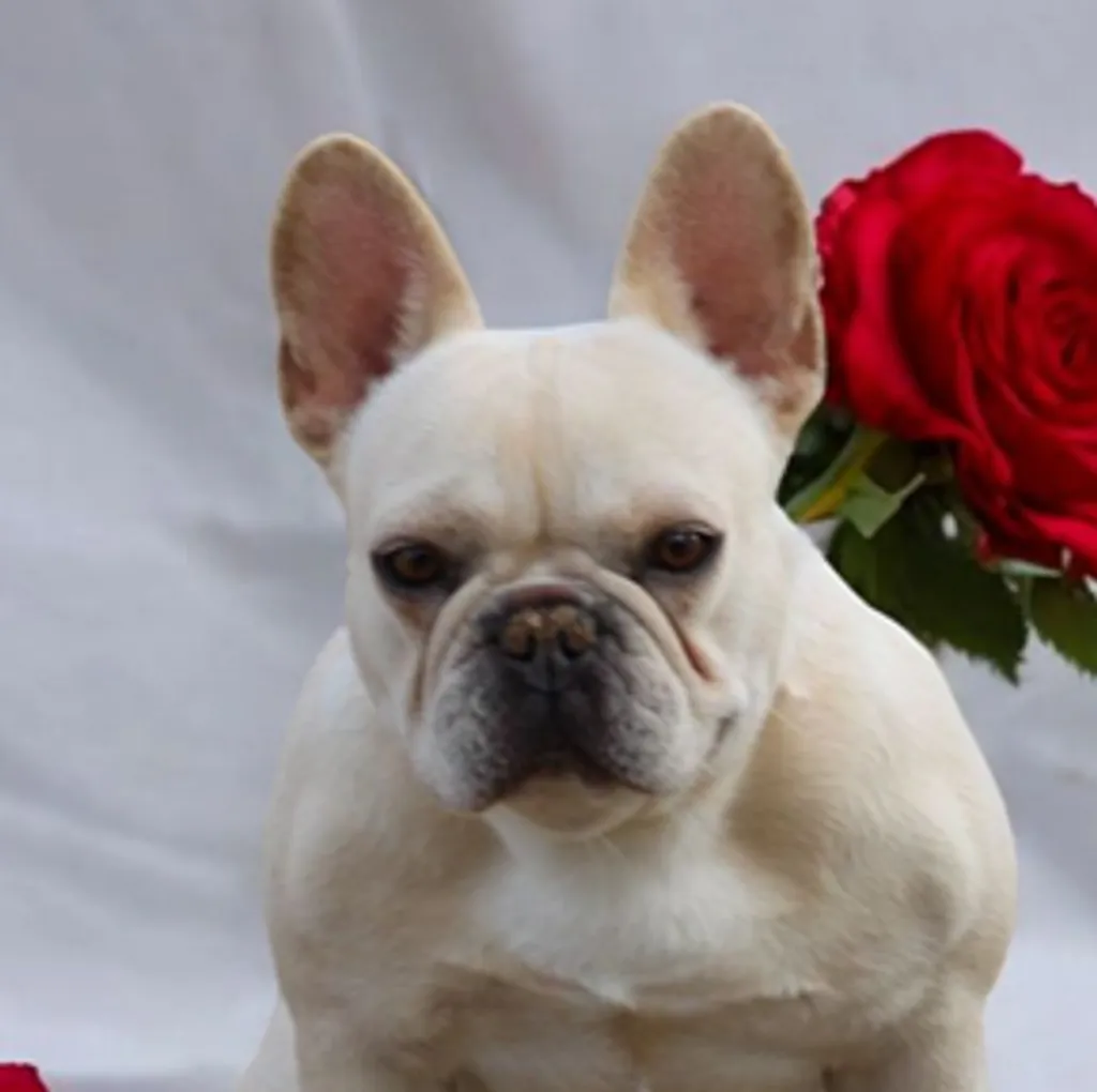 Photo de profil de YUMI Bouledogue Français