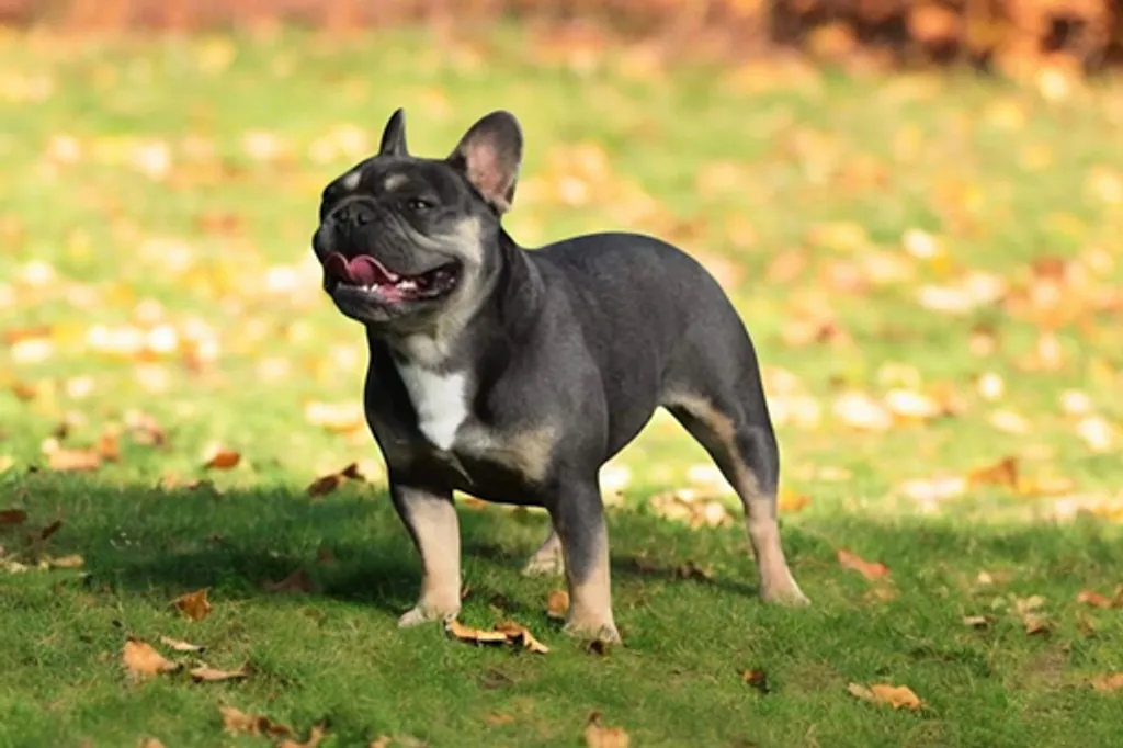 Femelle Bouledogue Français Bleu Tan