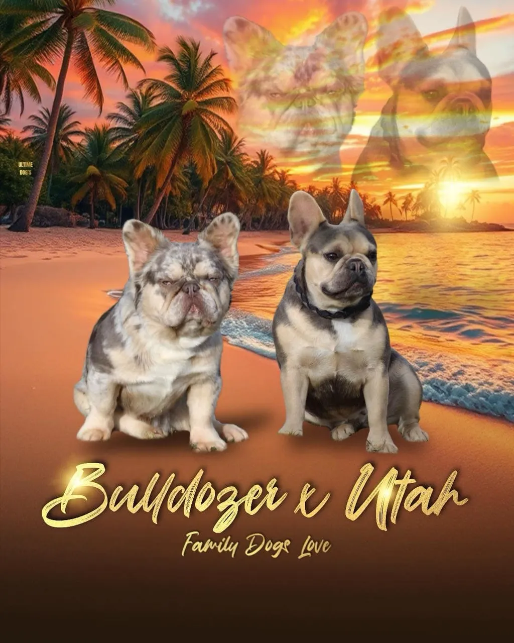 Mariage BULLDOZER x UTAH - Bouledogue Français