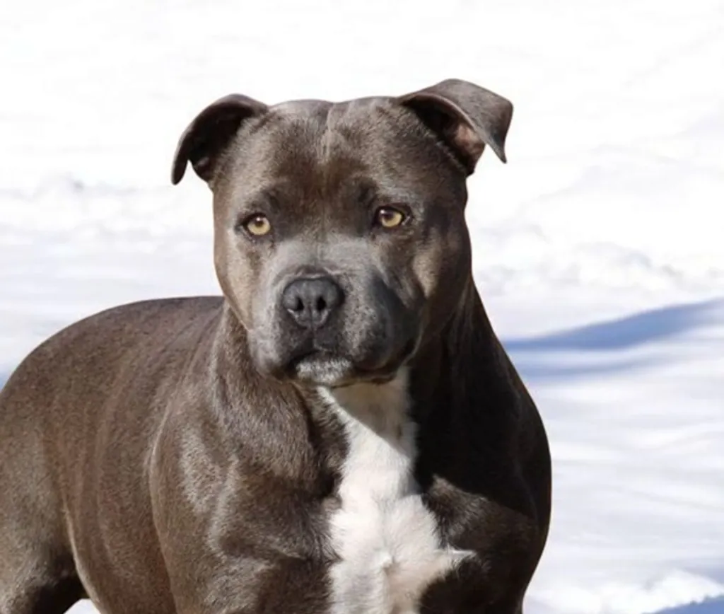 Photo de profil de SISKA Staffordshire Bull Terrier