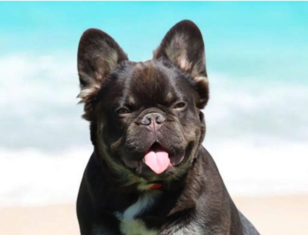 Photo de profil de ARGOS Bouledogue Français