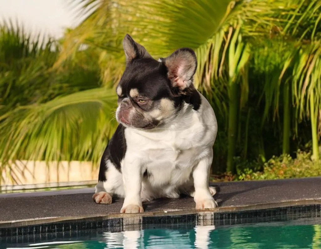 Femelle Bouledogue Français Cocoa tan & Blanc