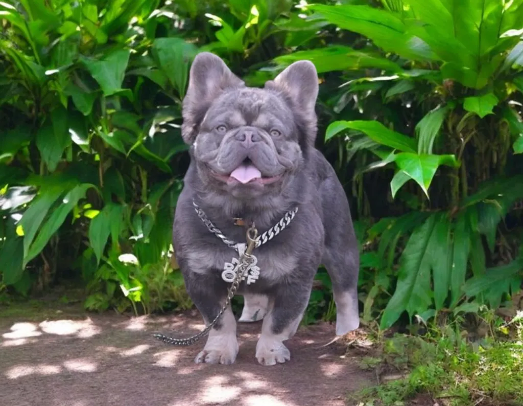 Male Bouledogue Français Lilas Tan