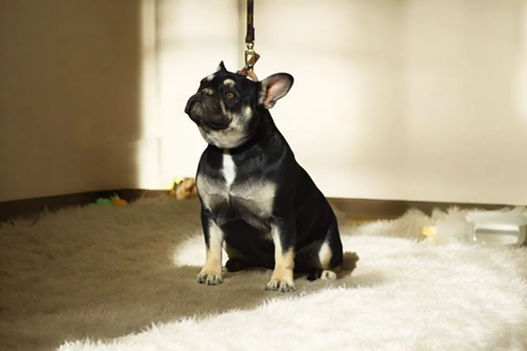 Femelle Bouledogue Français Black Tan