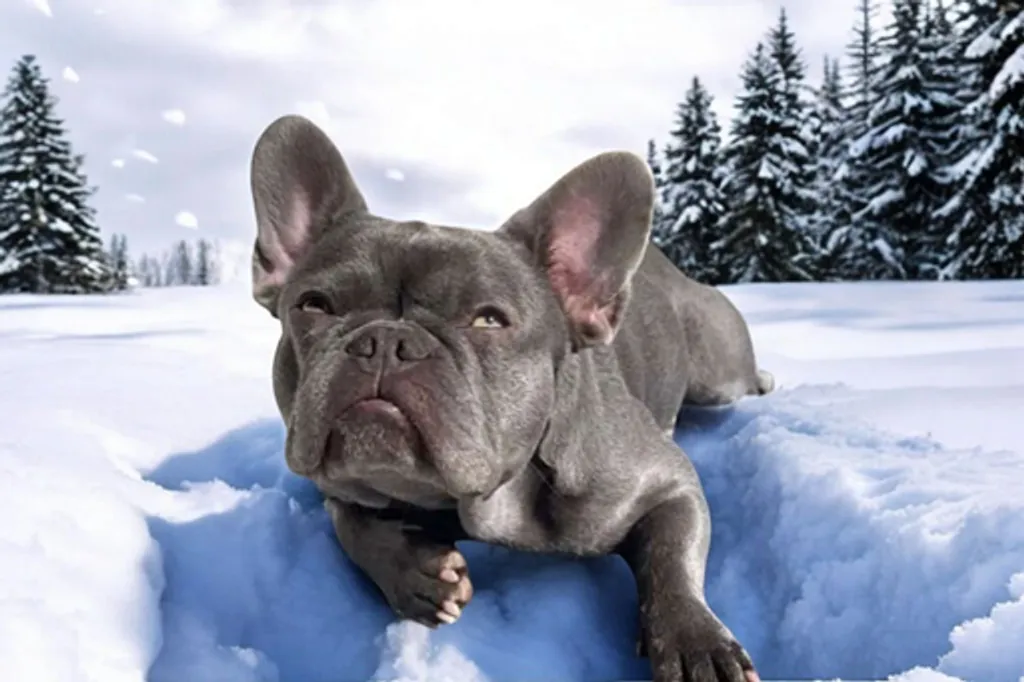 Femelle Bouledogue Français Bleu