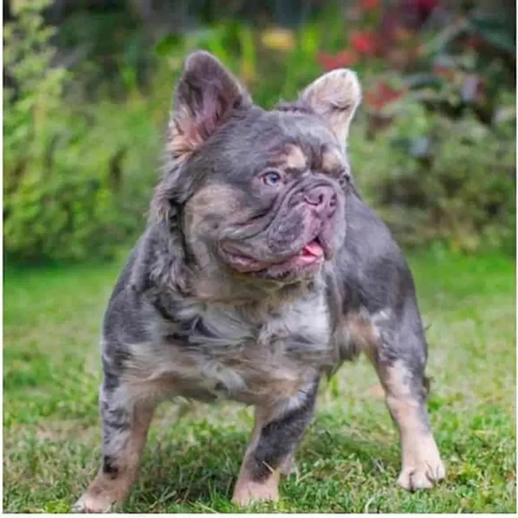 Mâle Bouledogue Français Lilas Tan Merle