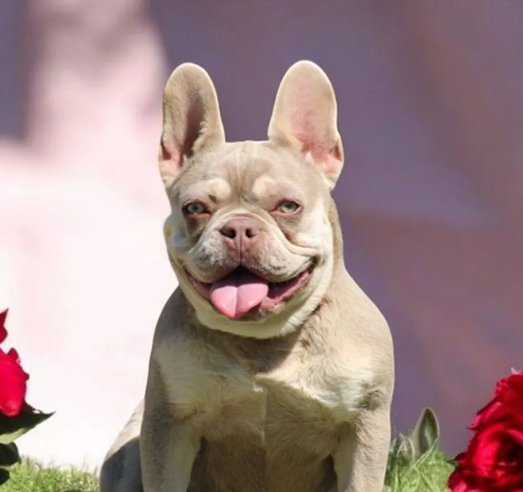 Photo de profil de Naomie Bouledogue Français