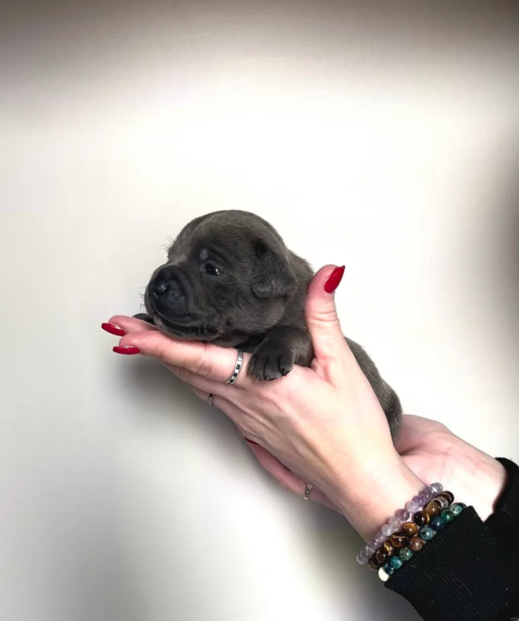 Arwen âgée de 3 semaines
