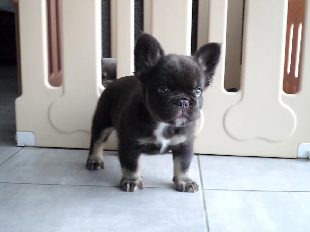 Argos cocoa tan fluffy
