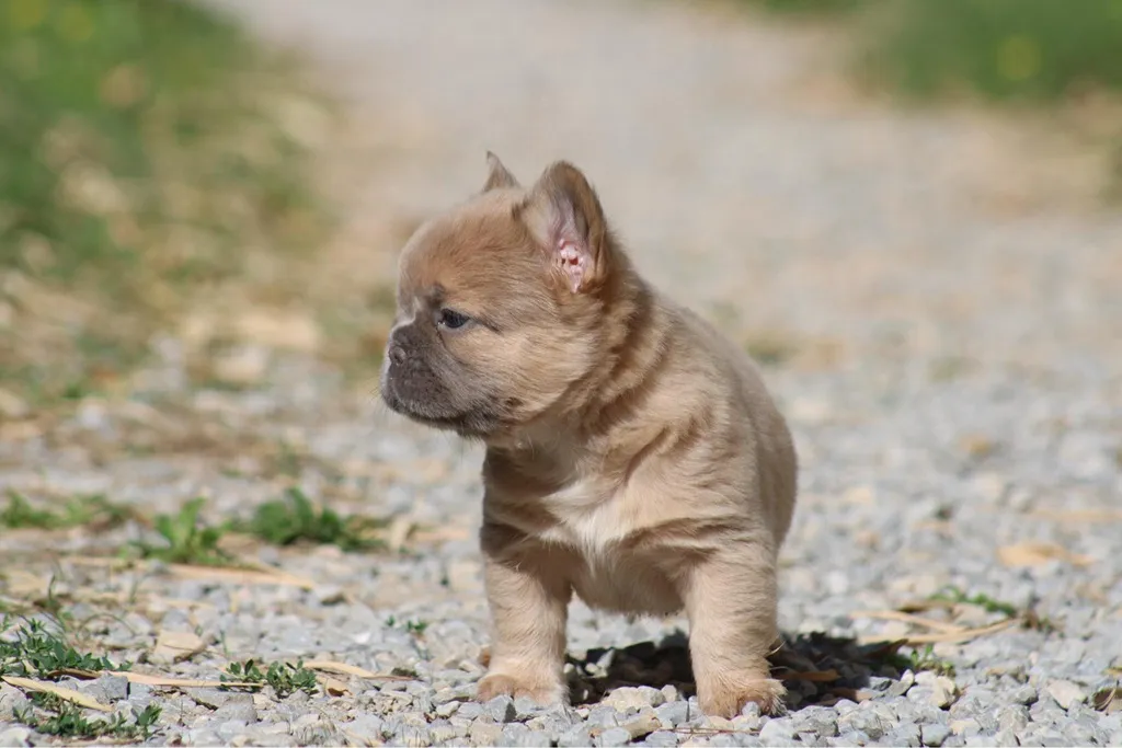 Bouledogue francais fluffy