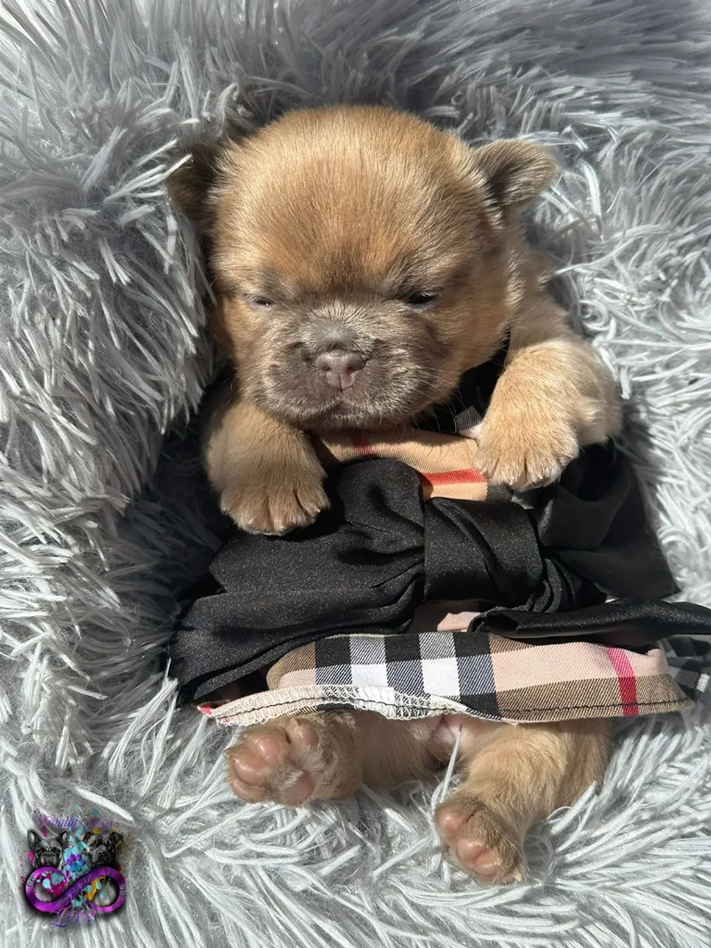 Bouledogue Français cocooning