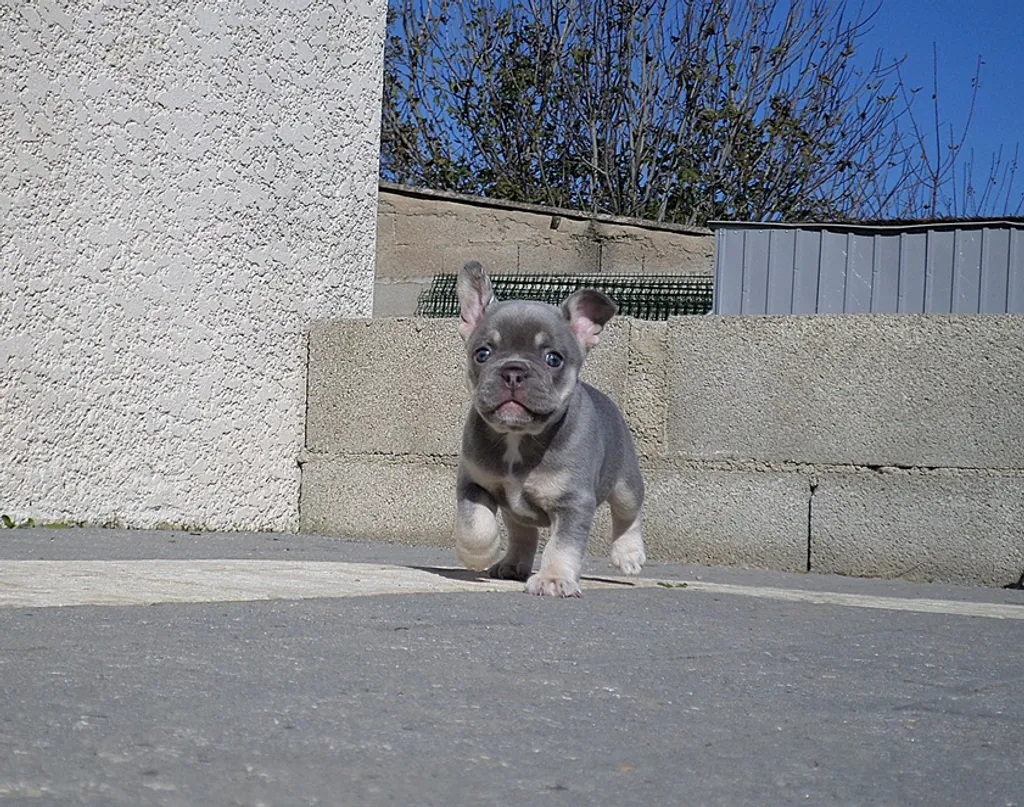 Bouledogue français lilas tan