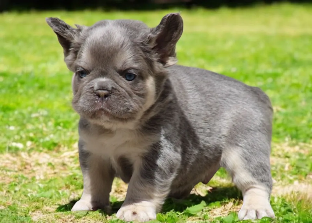 Bouledogue français fluffy lilas tan