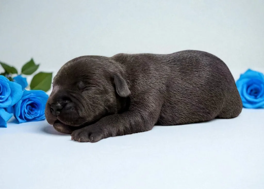 Aorus chiot staffie bleu mâle âgé de 1 semaine disponible à la réservation