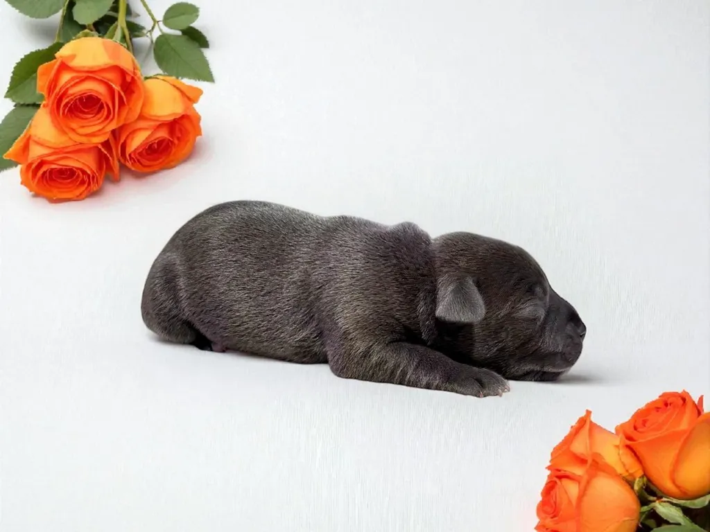 Astro staffie bleu pan blanc 1 semaine