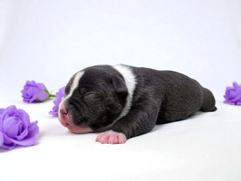 Aria staffie bleu pan blanc 1 semaine