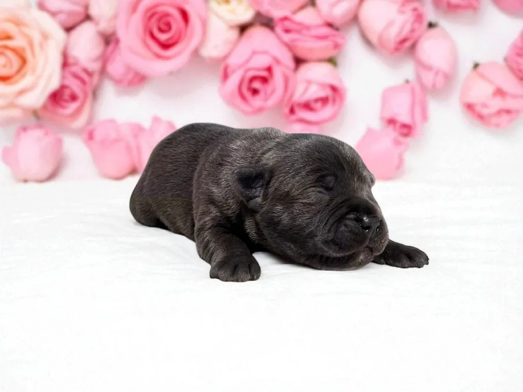 Aymee femelle staffie 1 semaine