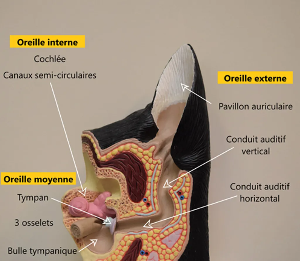 anatomie oreille du chien