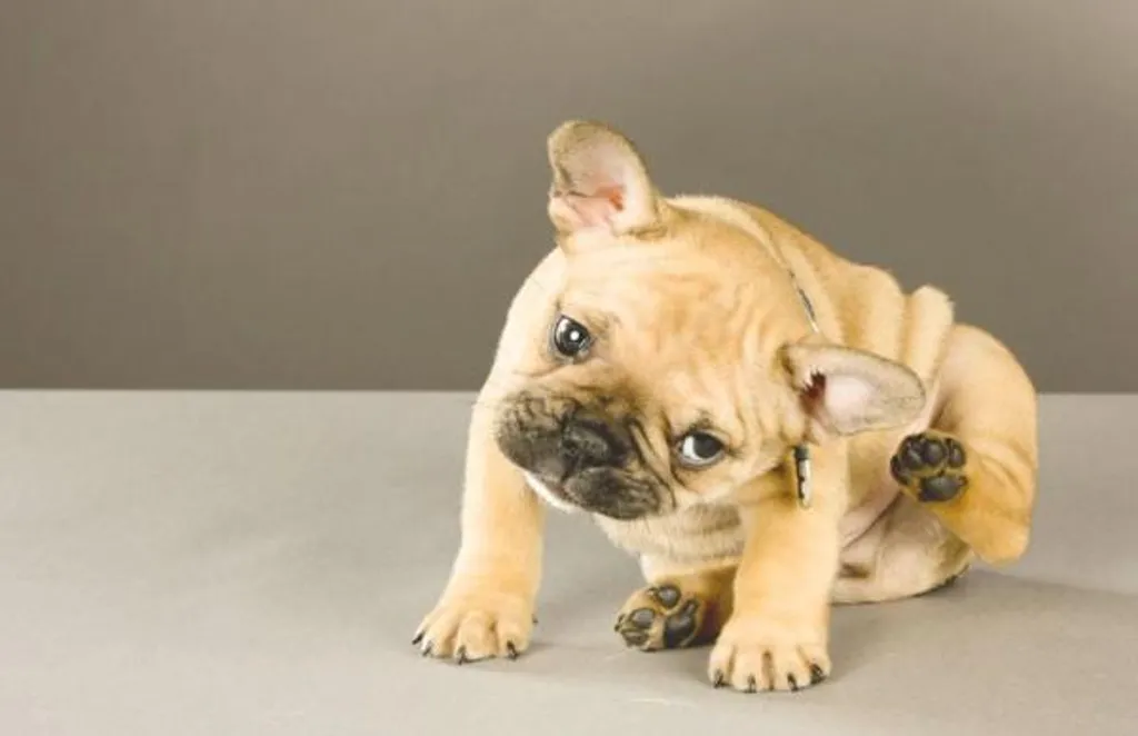 chien qui se gratte l'oreille