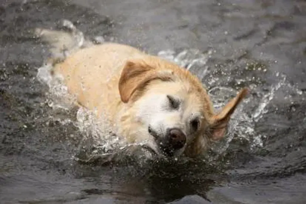 chien qui secoue sa tête après s'être baigné