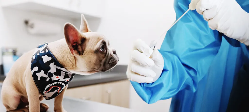 vaccin toux du chenil