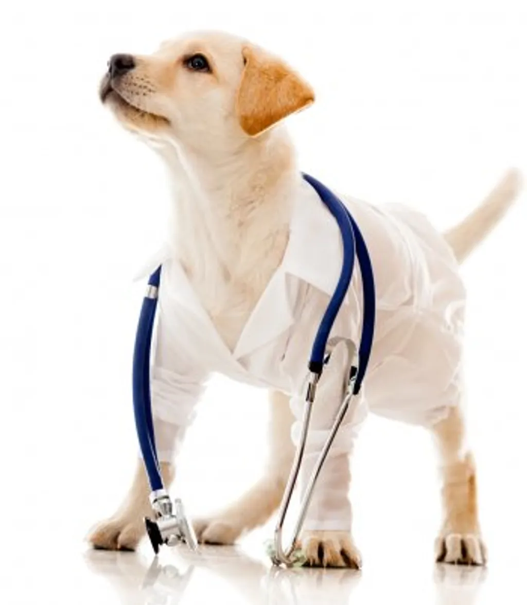 chiots vaccination