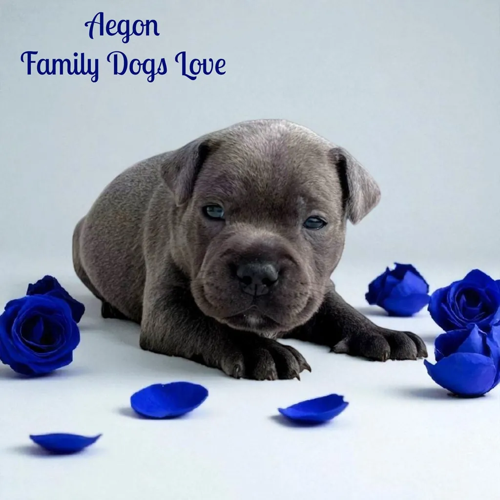staffie chiot couleur bleu