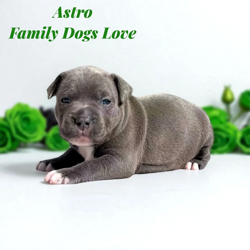chiot bleu pan blanc avec des fleurs