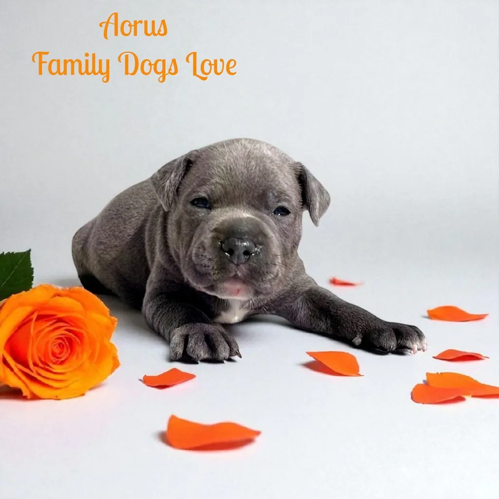 chiot Staffordshire bull terrier bleu pan blanc avec des roses