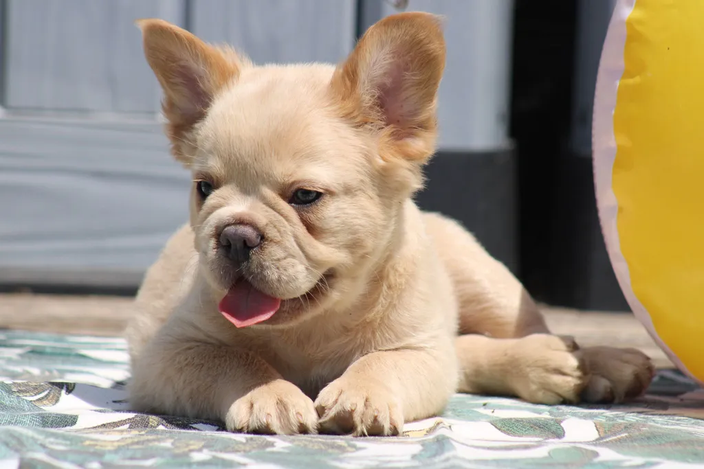 bouledogue français fluffy couché sur un tapis