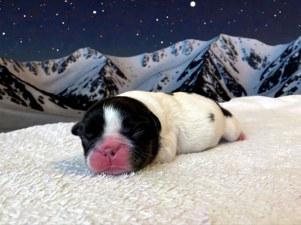 bouledogue français chiot à la montagne avec des taches