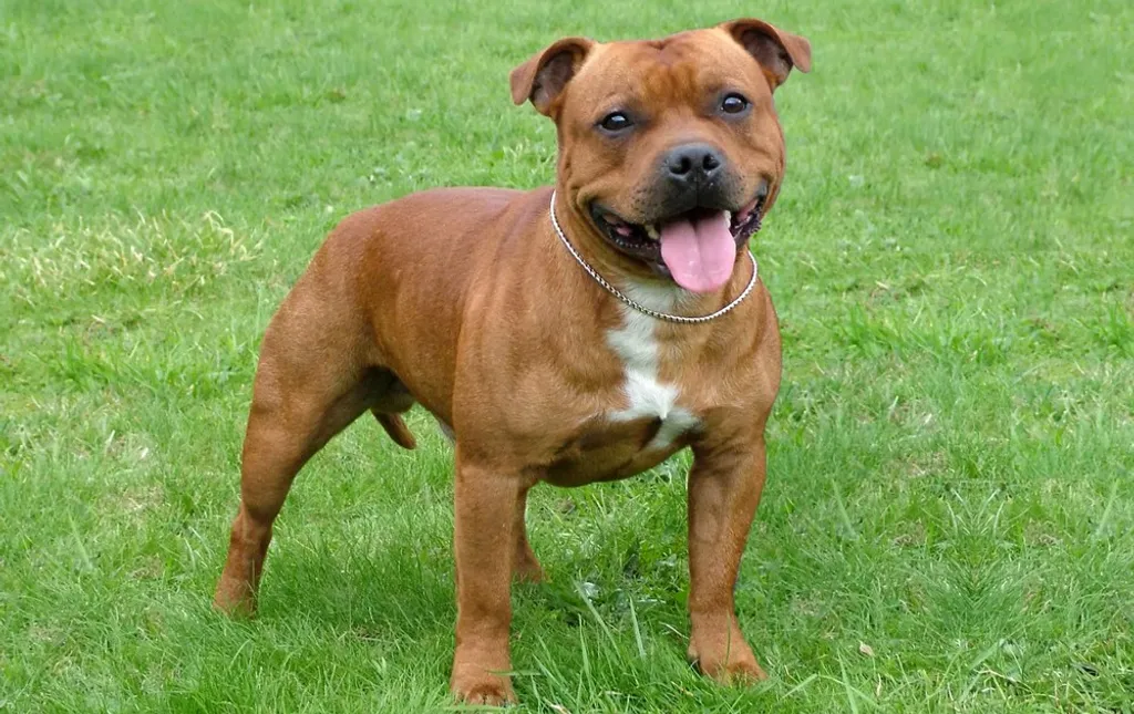 staffie fauve dans un jardin