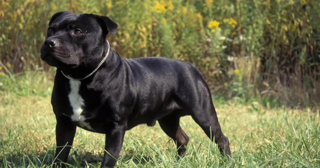 staffordshire bull terrier noir et blanc