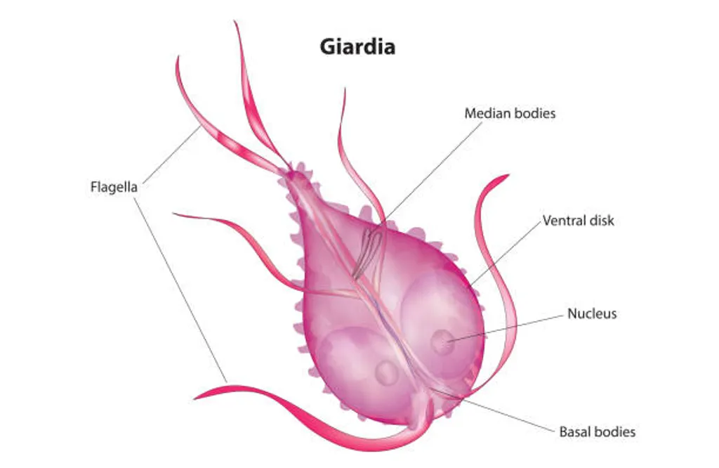 Cycle de la giardiose