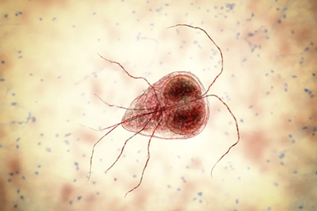 trophozoite vu d'un microscope